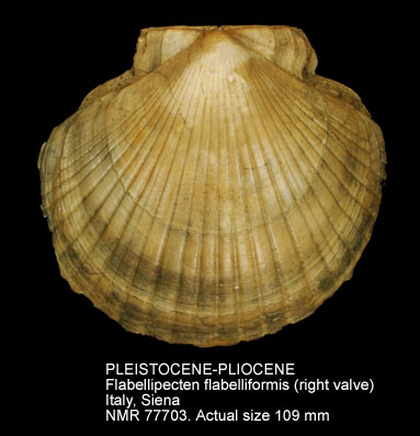 PLEISTOCENE-PLIOCENE Flabellipecten flabelliformis.jpg - PLEISTOCENE-PLIOCENEFlabellipecten flabelliformis(Brocchi,1814)